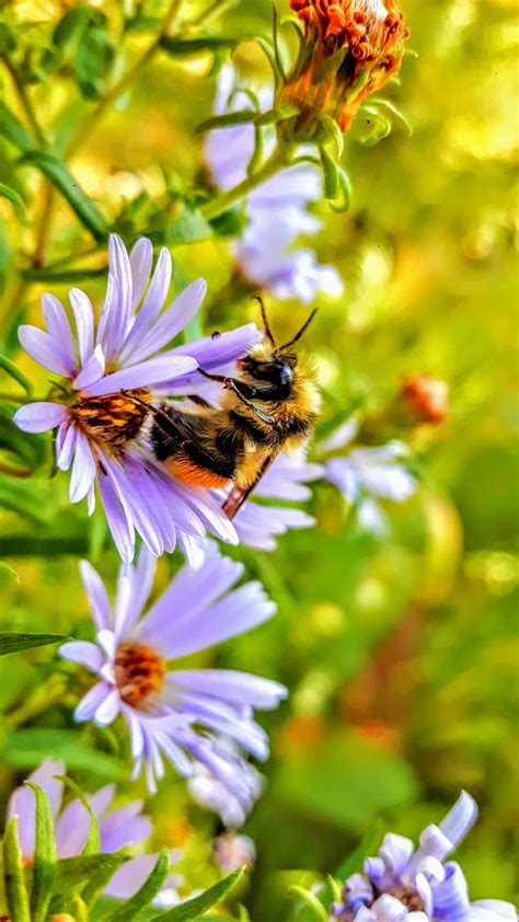 Bees Pollinating Flowers Images / Pollination - Plants Network / Bees ...