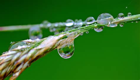 Image result for raindrop macro photography | Rain drops, Sound of rain, Macro photography