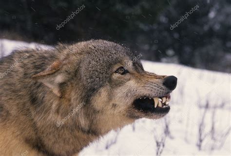 Wolf Snarling — Stock Photo © twildlife #6181686