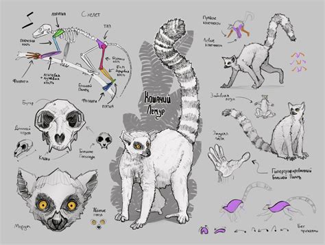 ArtStation - Ring-tailed lemur study