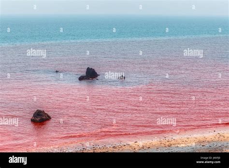 L'eau de la mer rouge sur la côte rouge de l'île d'Ormuz, Hormoz, Province du Sud de l'Iran ...