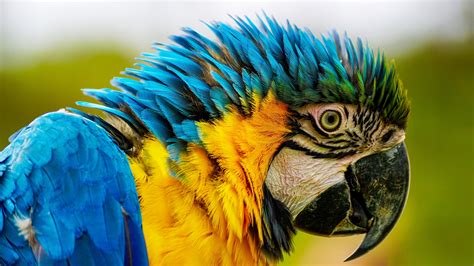 Close-up Photography Of Blue And Yellow Macaw · Free Stock Photo