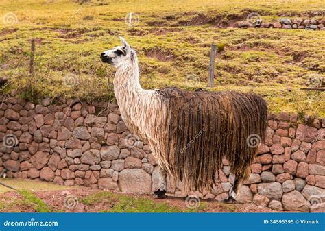 Peruvian Vicuna. Farm Of Llama,alpaca,Vicuna In Peru,South America. Andean Animal Stock Image ...