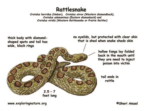 Rattlesnake, Life cycles, Science biology