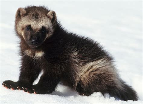 wolverine pup | Wolverine animal, North american animals, Most aggressive animals