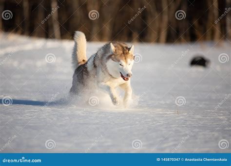 Crazy, Happy and Freey Dog Breed Siberian Husky with Tonque Out Jumping and Running on the Snow ...