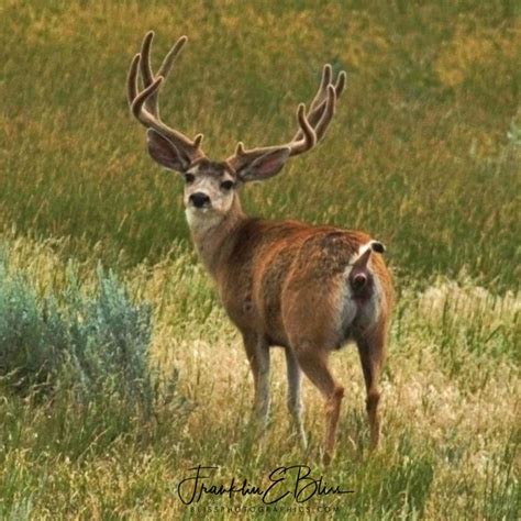 "Hunting Season" This is What This Buck Thinks of It - Bliss ...