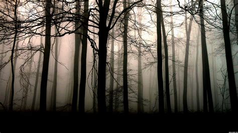 Dark Forest Hd Wallpapers 1080p