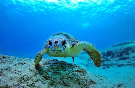 Exhibition Center of Caretta Caretta – GoZakynthos.gr Online Touristic Guide