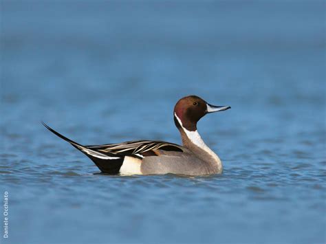 Northern Pintail | KuwaitBirds.org