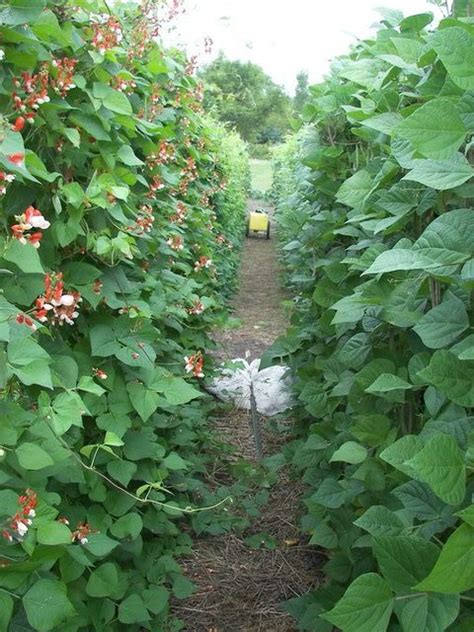 Green Bean Plant Spacing - Garden Plant