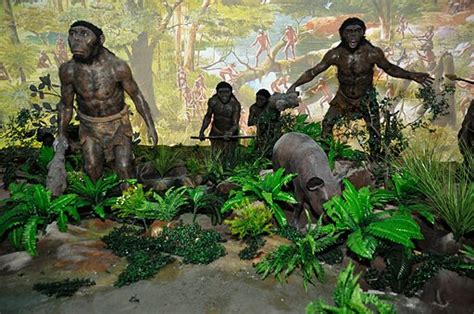 Evolution of Human Locomotion: 6-Million-Year-Old Fossil Reveals History of Bipedal Stance ...