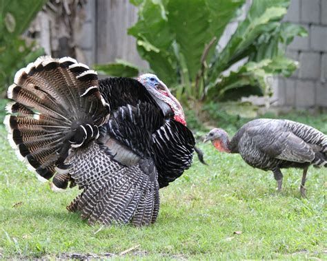 Chicken-like Birds - Chicken