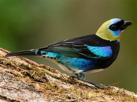 27 Beautiful Birds in Costa Rica to Observe and Admire - Sonoma Birding