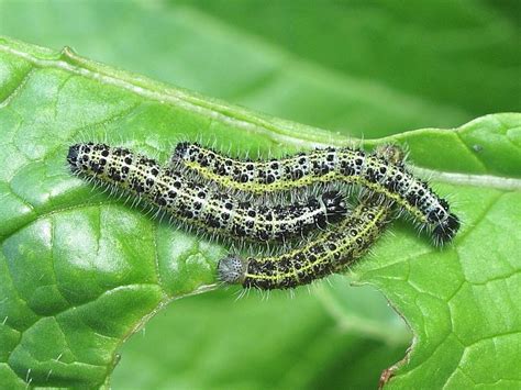 Caterpillar - Large White or Cabbage White (Pieris brassicae ...