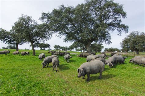 The Wonderful Iberian Pig - Culinary Classics International