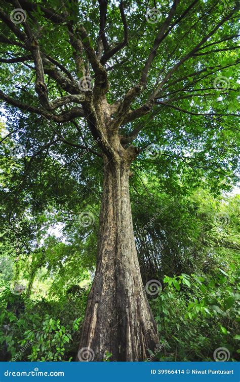 Big Green Tree in Rain Forest Stock Photo - Image of forest, park: 39966414