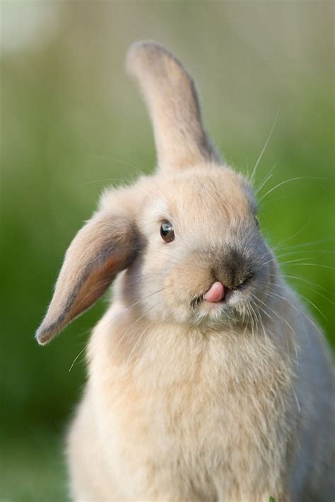 20 Cute And Hilarious Animals With Their Tongues Sticking Out | Bored Panda