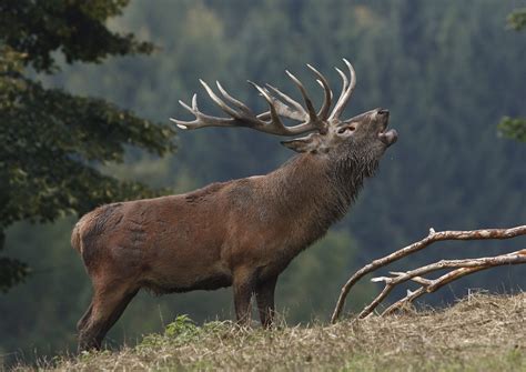 Red Stags of Europe: A Comprehensive List - Worldwide Trophy Adventures