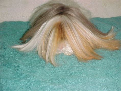 File:Rene the long-haired Satin Peruvian Guinea pig.jpg - Wikimedia Commons