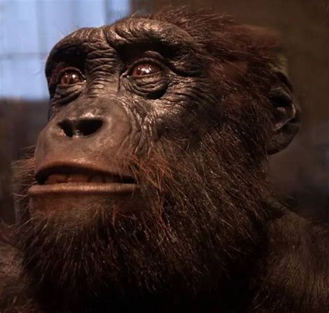 ¿Sabes qué es Sahelanthropus tchadensis? Descúbrelo aquí