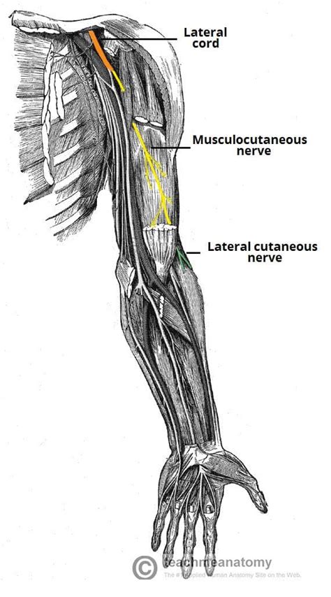 The Musculocutaneous Nerve - Course - Motor - Sensory - TeachMeAnatomy