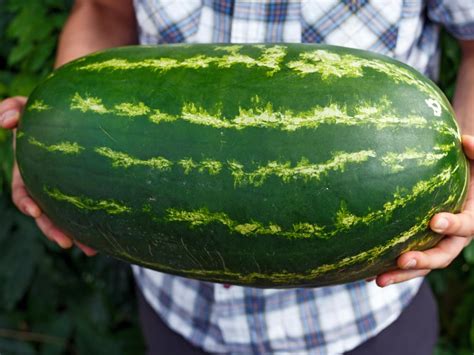 Giant Watermelon Seeds Organic & Non Gmo Watermelon Seeds Heirloom ...