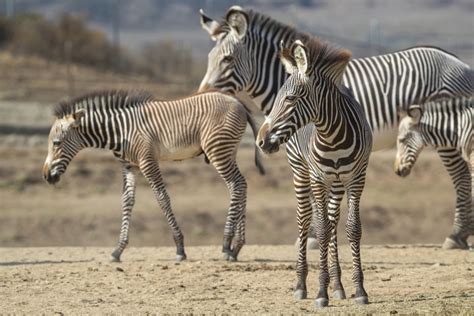 Endangered Grevy’s Zebra Foals Make Their Debut at the San Diego Zoo Safari Park : Presidio Sentinel