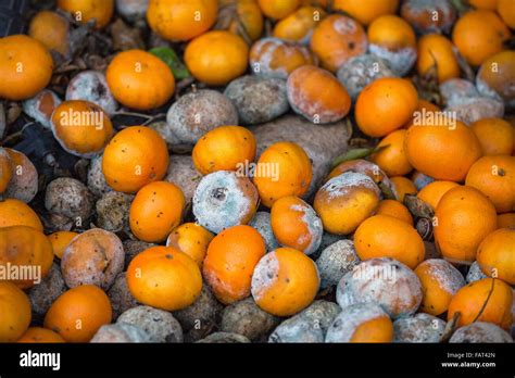 Rotten Oranges High Resolution Stock Photography and Images - Alamy