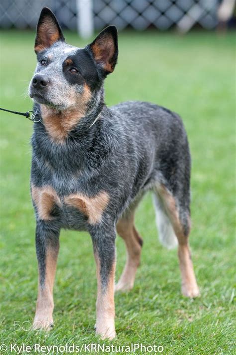 200+ Lovable Australian Cattle Dog Names 2020 - BuzzSharer.com