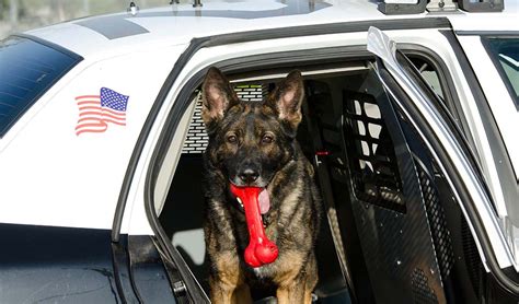 15 Best Police Dog Breeds Used for Police Work (most to least popular)