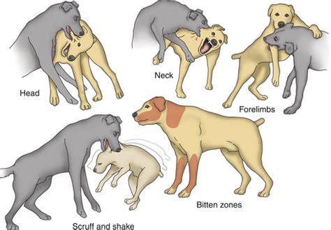 Bite and Scratch Wound Infections | Veterian Key