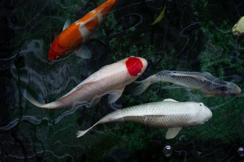 Tancho Koi | White Koi with a Hi (Red) Marking on Their Head