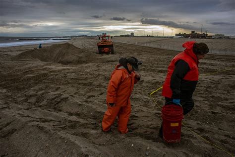 Why 23 dead whales have washed up on the US East Coast since December ...