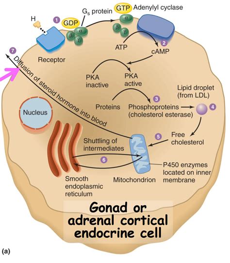 Steroid Hormone Synthesis Diagram | Quizlet