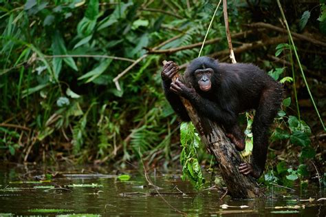 Fast Ape Facts — World Ape Fund