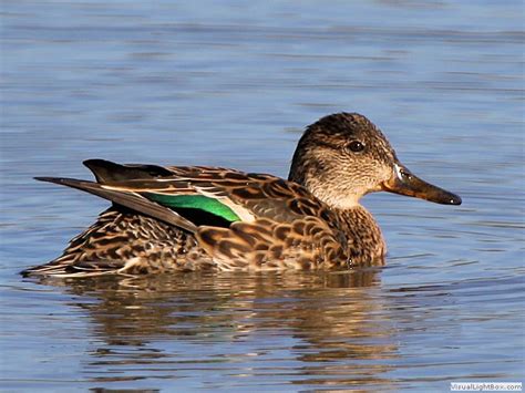 Female Ducks Identification - Wildfowl Photography.