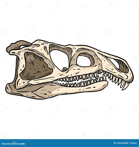 Archosaurus Rossicus Fossilized Skull Hand Drawn Sketch Image ...