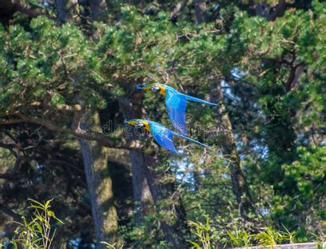 Blue and Yellow Macaw`s Flying Stock Image - Image of nature, parrot ...