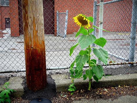 Toronto City Life » sunflower