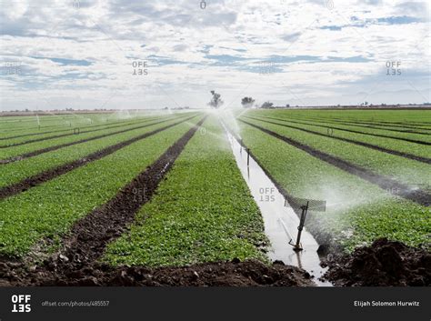 Field of crops being watered by irrigation system stock photo - OFFSET