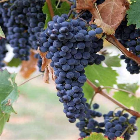 Black Seedless Grapes - Narmada Fresh