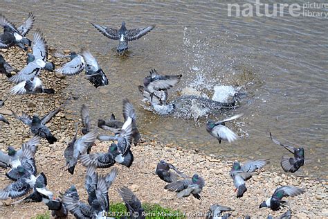 Nature Picture Library Wels catfish (Silurus glanis) eating pigeon on the river bank, Tarn ...