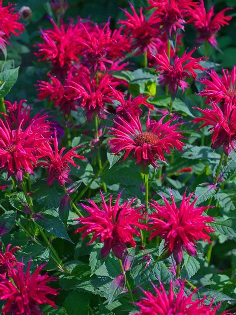 Monarda didyma ‘Jacob Kline’ | Beautiful flowers, Perennials, Flower garden