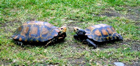 The Impressed Tortoise of Arunachal Pradesh | RoundGlass | Sustain