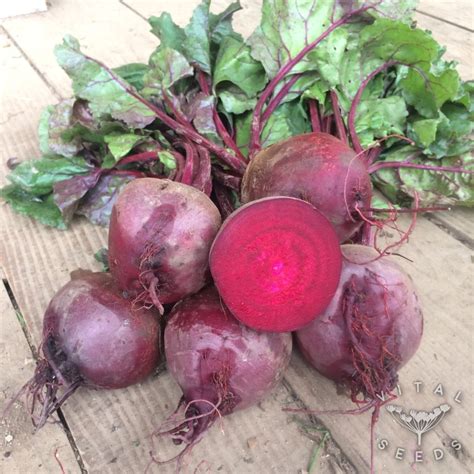 Beetroot - Detroit (Organic) - Vital Seeds