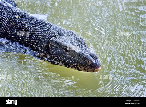 Monitor or Water Lizard floating in the lake. Large lizards in Sri ...