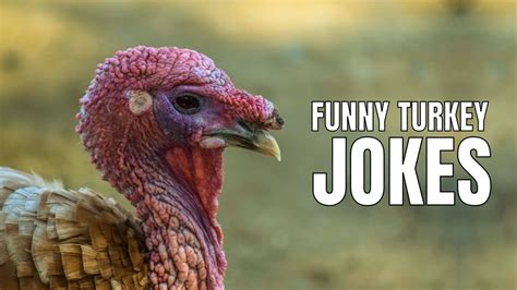 60 Funny Turkey Jokes & Puns For Thanksgiving : r/HumorNama