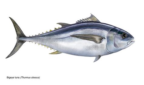 Bigeye Tuna - Facts and Beyond | Biology Dictionary