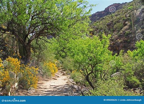 Hiking Trail in Bear Canyon in Tucson, AZ Stock Photo - Image of ...